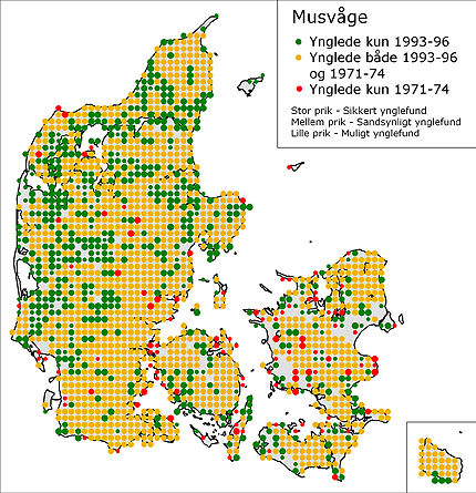 Musvågen - Danmarks mest udbredte rovfugl